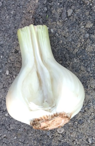 Wet Garlic