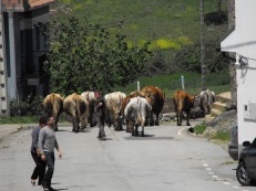Cattle going out to the fields